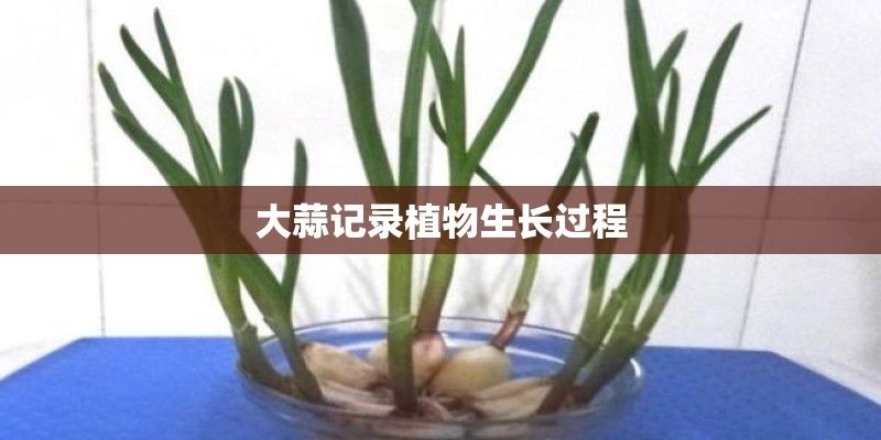 大蒜记录植物生长过程