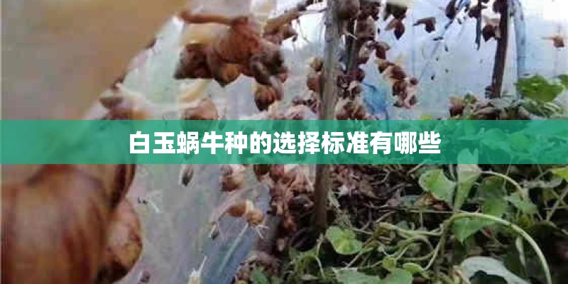 白玉蜗牛种的选择标准有哪些