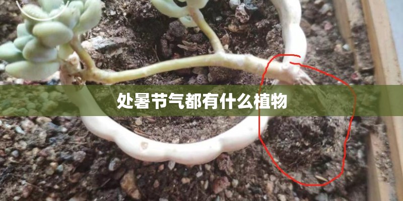 处暑节气都有什么植物