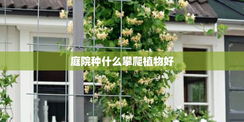 庭院种什么攀爬植物好