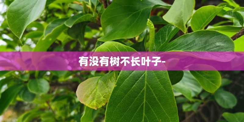 有没有树不长叶子-