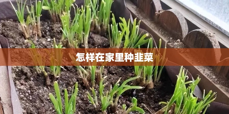 怎样在家里种韭菜