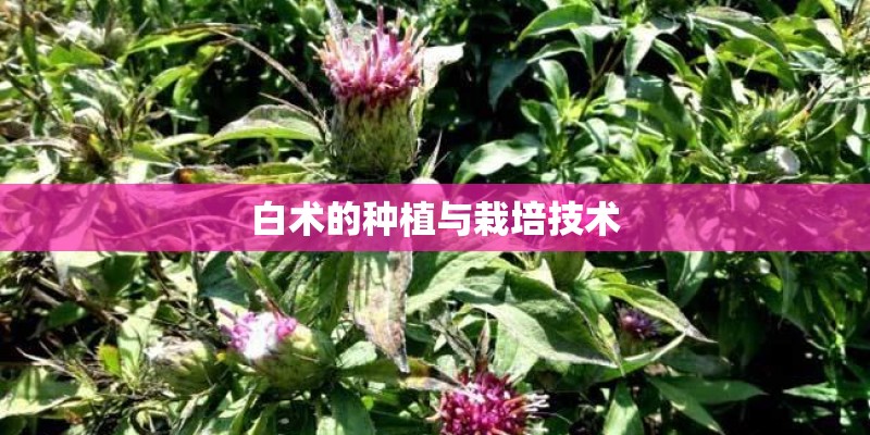 白术的种植与栽培技术