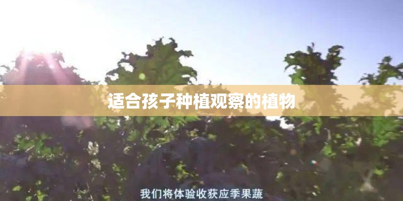 适合孩子种植观察的植物