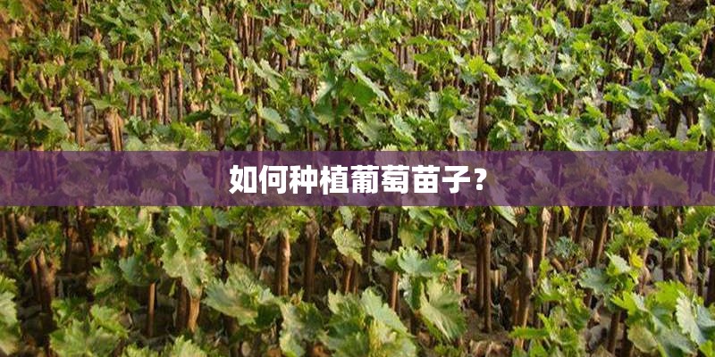 如何种植葡萄苗子？