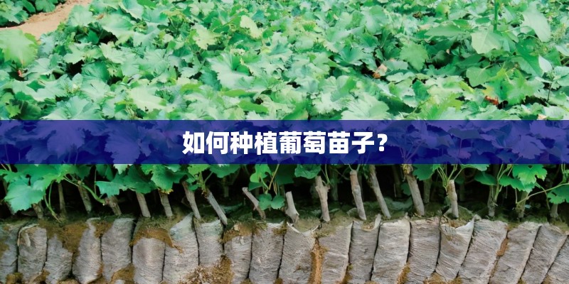 如何种植葡萄苗子？