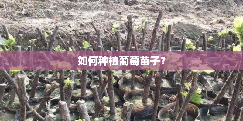 如何种植葡萄苗子？