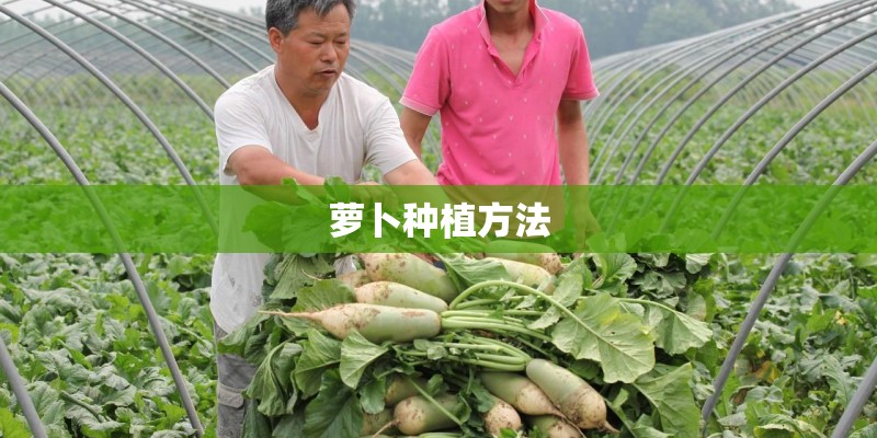 萝卜种植方法