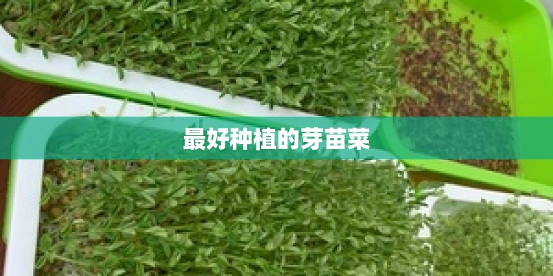 最好种植的芽苗菜