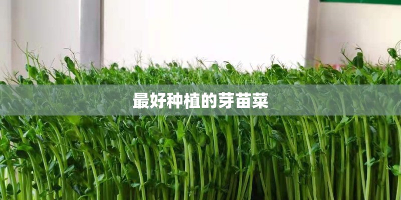 最好种植的芽苗菜