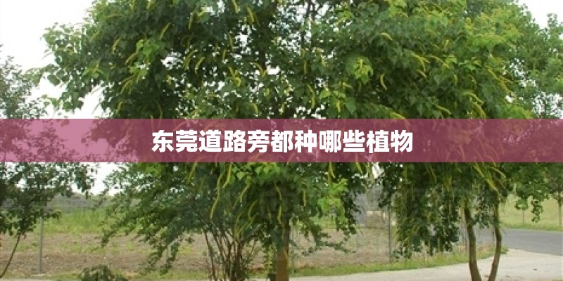 东莞道路旁都种哪些植物