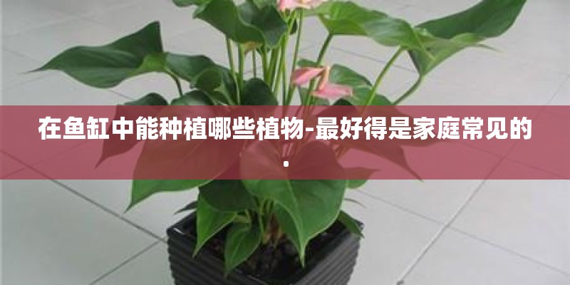 在鱼缸中能种植哪些植物-最好得是家庭常见的.