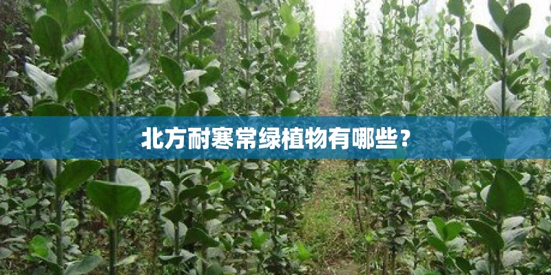 北方耐寒常绿植物有哪些？