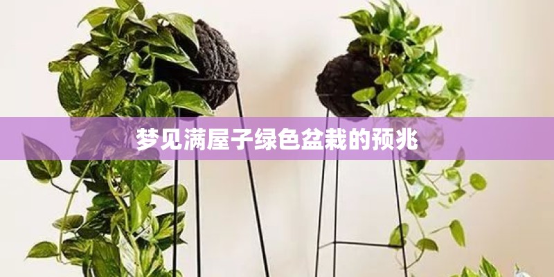 梦见满屋子绿色盆栽的预兆