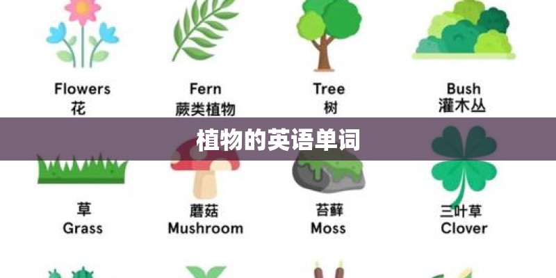 植物的英语单词