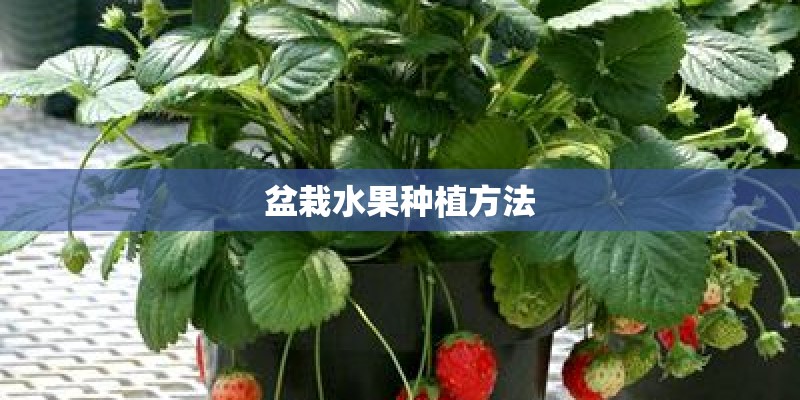 盆栽水果种植方法