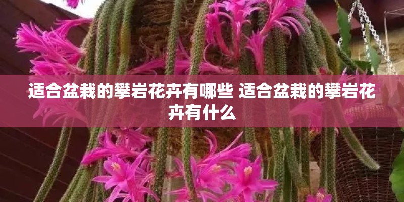 适合盆栽的攀岩花卉有哪些 适合盆栽的攀岩花卉有什么