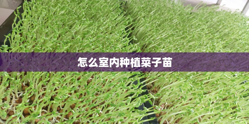怎么室内种植菜子苗