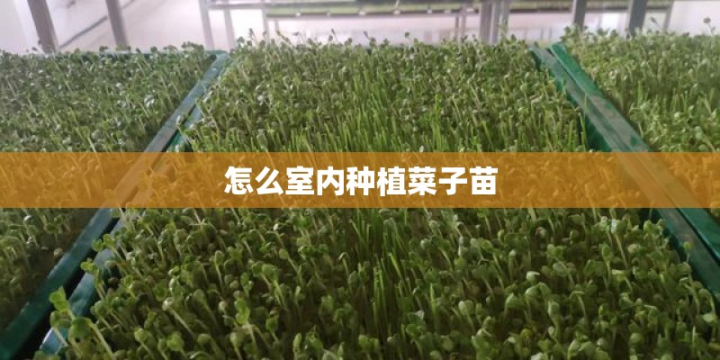 怎么室内种植菜子苗