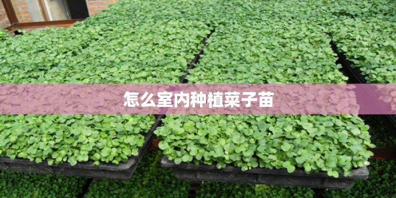 怎么室内种植菜子苗