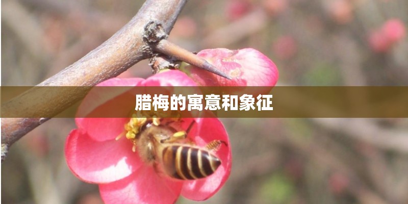 腊梅的寓意和象征
